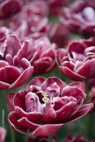 pink and white tulips, tulip field