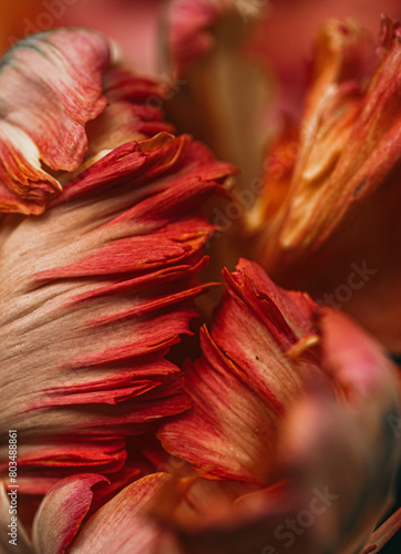 Tulips petals macro
