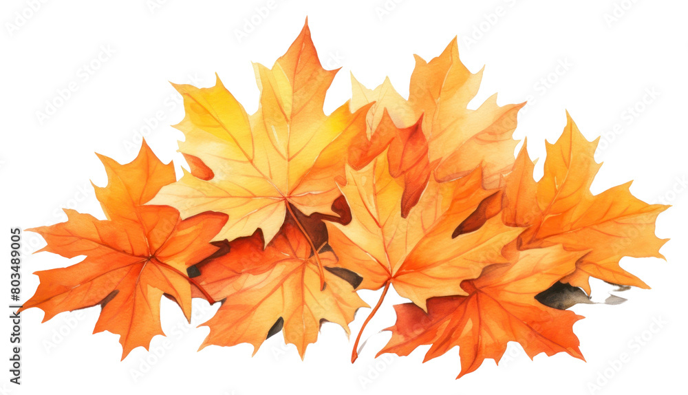 PNG Maple leaves plant leaf PNG Maple leaves plant leaf