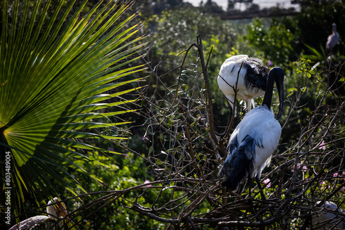 Sacred Ibis. Estepona, Malaga, Spain. November 23 2022. Zoo Selwo Aventura. photo