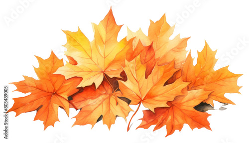 PNG Maple leaves plant leaf