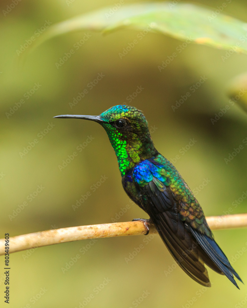 bird watching in the department of nariño colombia during the global big day bird watching in the department of nariño colombia during the global big day