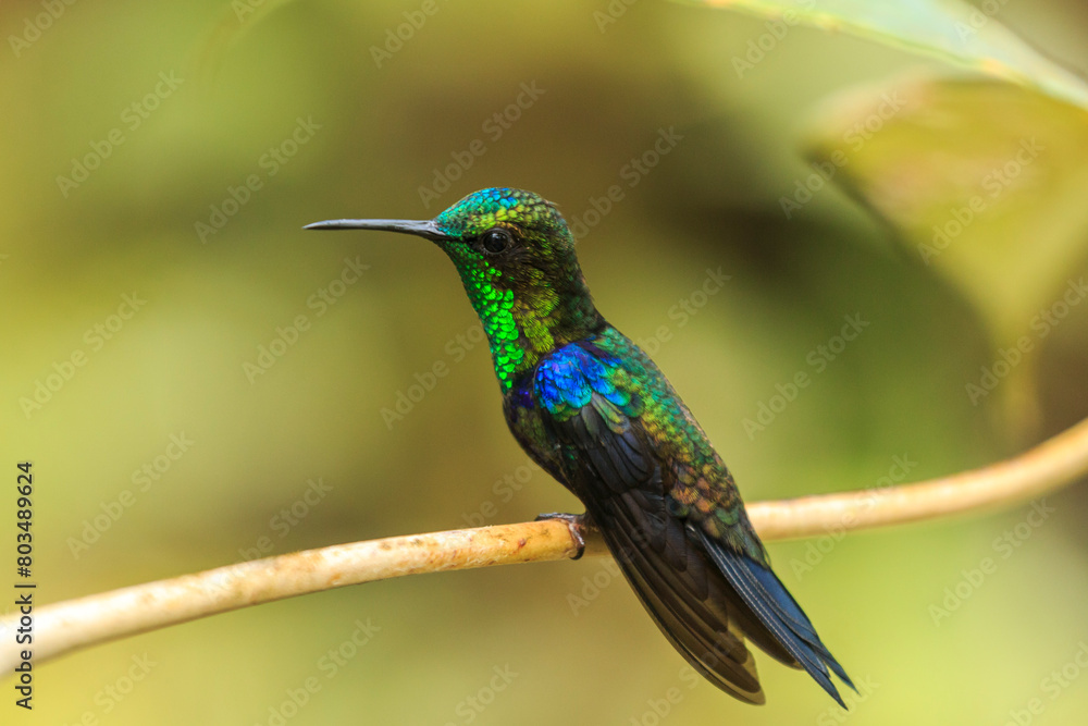 bird watching in the department of nariño colombia during the global big day bird watching in the department of nariño colombia during the global big day