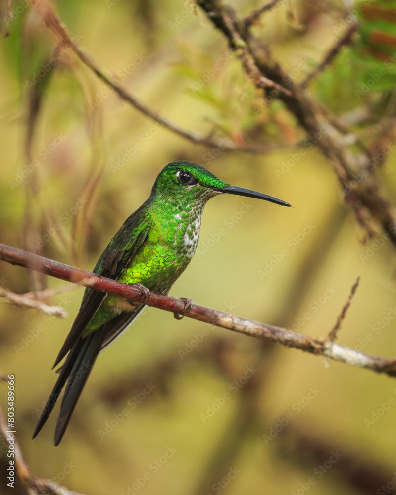 bird watching in the department of nariño colombia during the global big day bird watching in the department of nariño colombia during the global big day