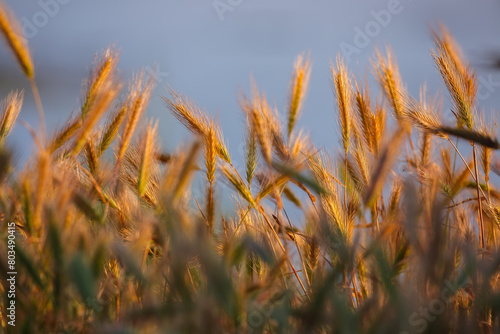 Amazing summer background golden wheat ears in sunlight.