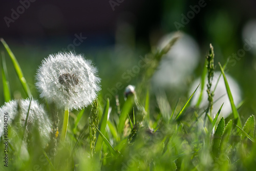 Blooming white dandelions in a green field  spring