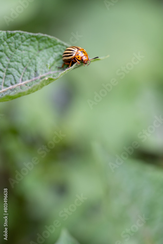 The potato beetle (Leptinotarsa decemlineata) is an insect that causes significant damage to potato plants.
