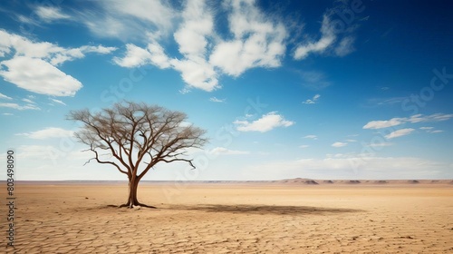 A lone tree stands in a vast, empty desert