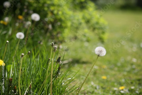 Field of tall grass with dandelions swaying in wind