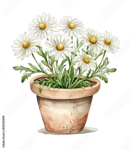 chamomile flower watercolor digital painting good quality