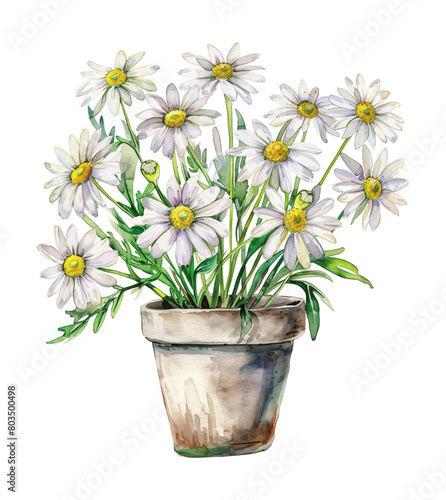 Wallpaper Mural chamomile flower watercolor digital painting good quality Torontodigital.ca