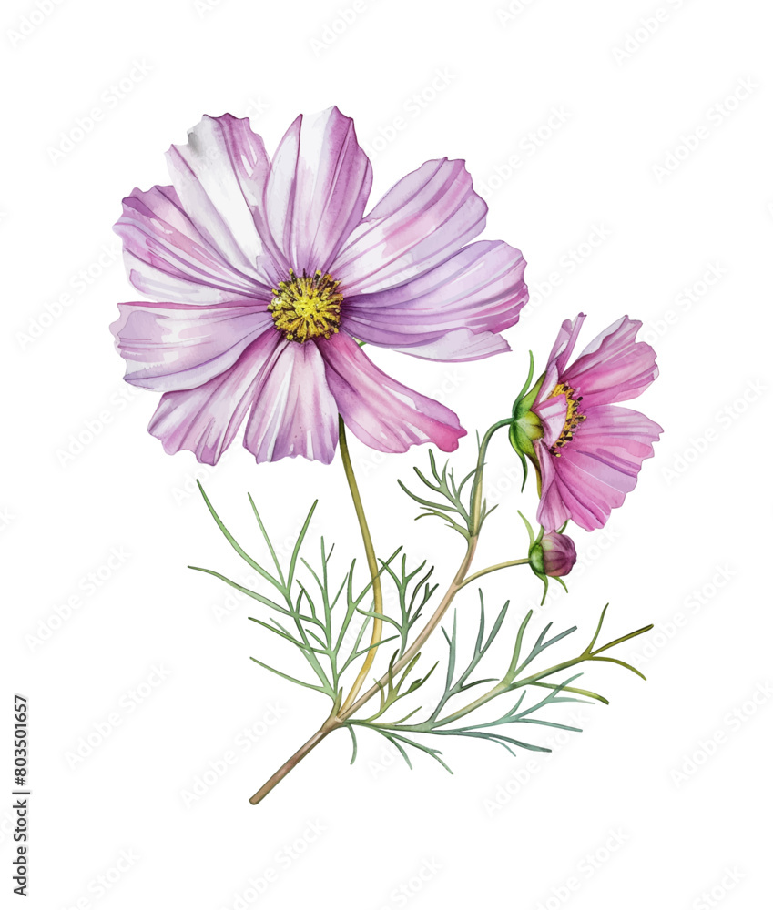 cosmos flower watercolor digital painting good quality cosmos flower watercolor digital painting good quality