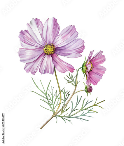 cosmos flower watercolor digital painting good quality