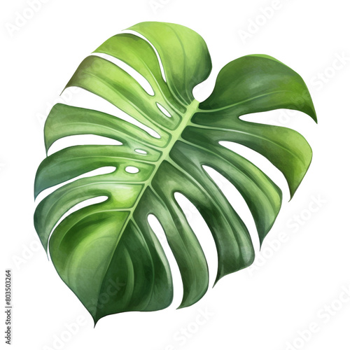 Alocasia Leaf Isolated Detailed Watercolor Hand Drawn Painting Illustration