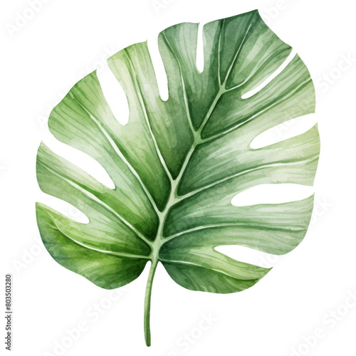 Alocasia Leaf Isolated Detailed Watercolor Hand Drawn Painting Illustration