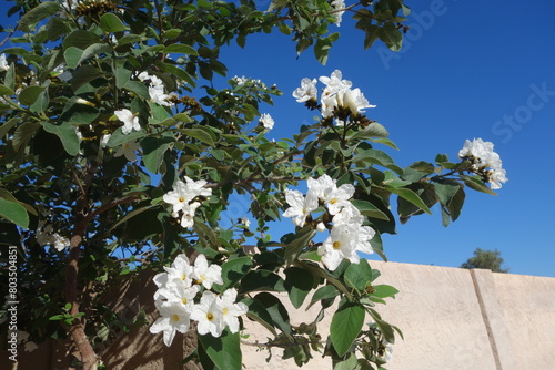 Anacahuita (also known as Cordia Boissieri, White Cordia, Mexican olive, Texas wild olive) flowering in early Spring photo