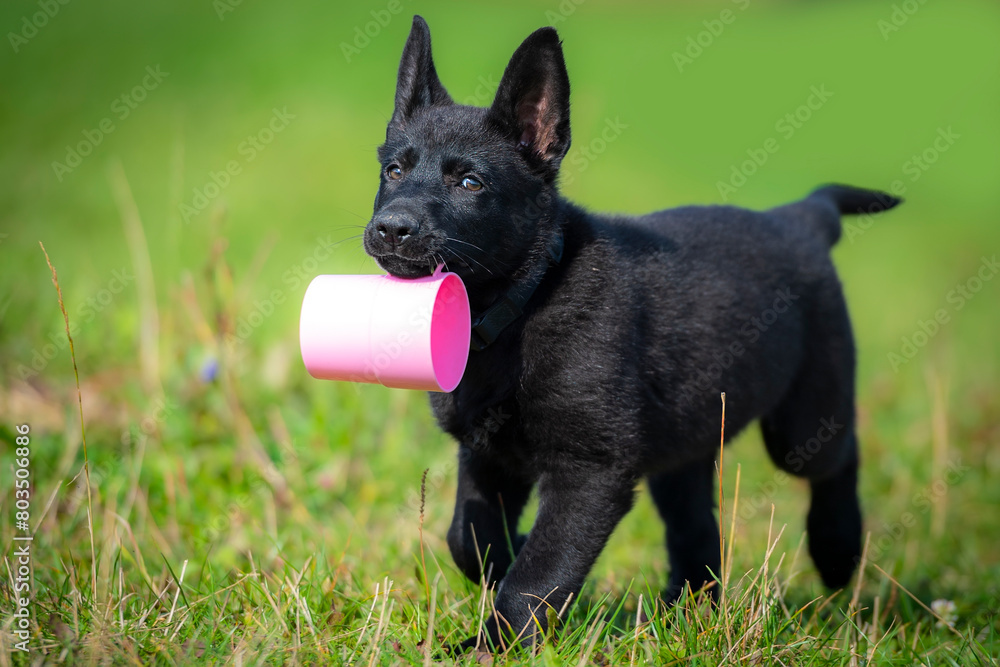 Black German Shepherd puppy retrieving plastic purple glass Black German Shepherd puppy retrieving plastic purple glass