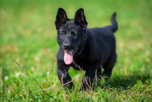 Black german shepherd puppy dog