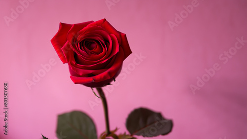 top shot red rose , studio light