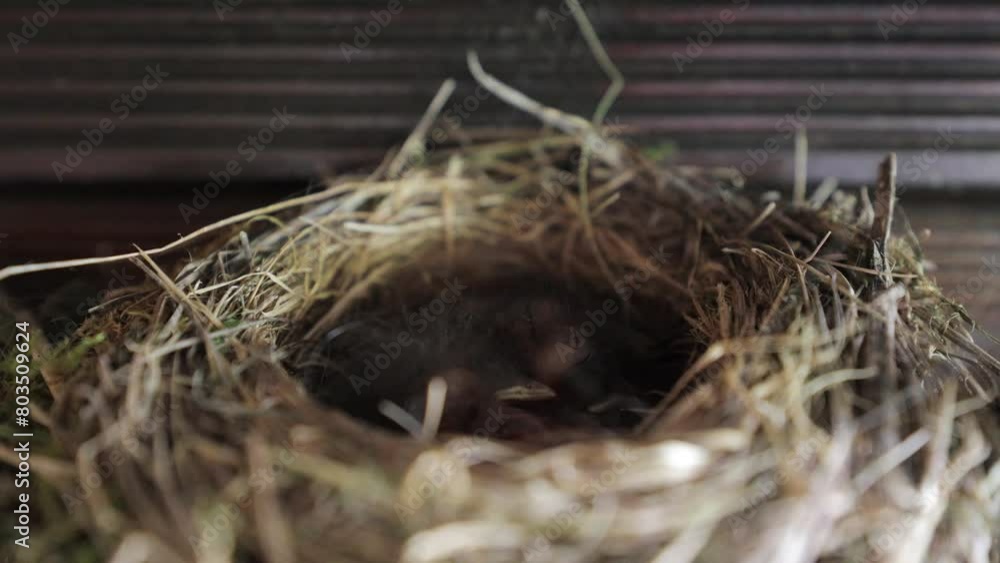 Birds standing on the edge of her nest and feeding her babies Birds standing on the edge of her nest and feeding her babies