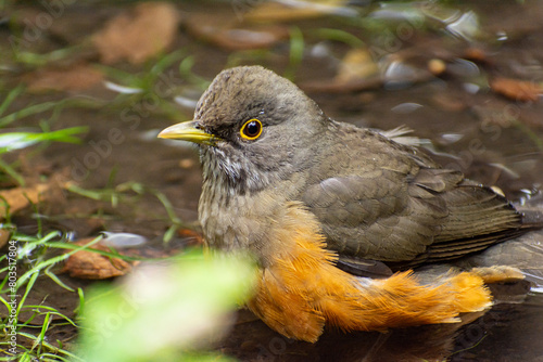 ave bañandose en arroyo. zorzal argentino. turdus rufiventris