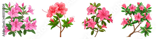 Collection of Azalea isolated on transparent png background. Generative ai