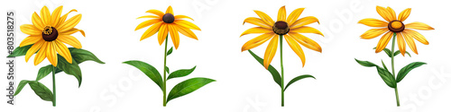 Collection of Black-Eyed Susan isolated on transparent png background. Generative ai photo