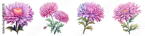 Collection of Aster isolated on transparent png background. Generative ai