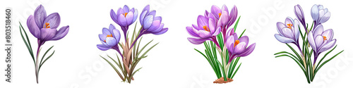 Collection of Crocus isolated on transparent png background. Generative ai © ideaCuz Studio