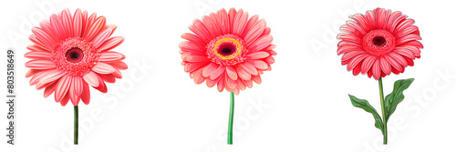Collection of Gerbera isolated on transparent png background. Generative ai