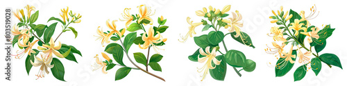 Collection of Honeysuckle isolated on transparent png background. Generative ai