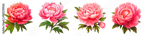 Collection of Peony isolated on transparent png background. Generative ai
