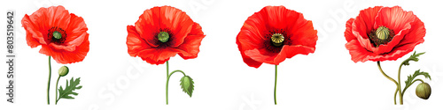 Collection of Poppy isolated on transparent png background. Generative ai