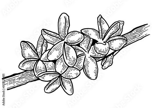 Plumeria flower sketch engraving PNG illustration. T-shirt apparel print design. Scratch board style imitation. Black and white hand drawn image.