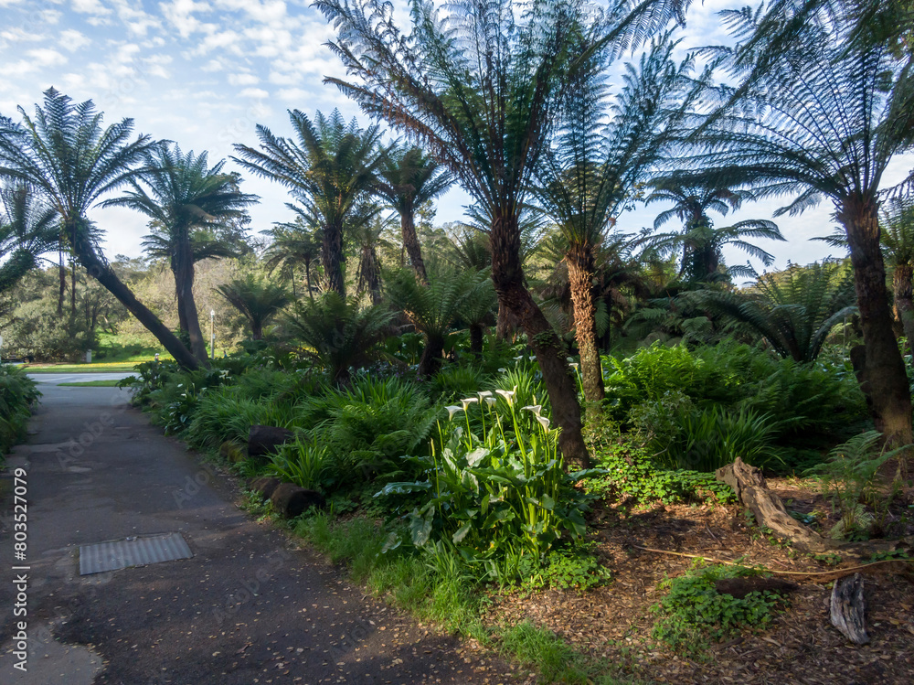 Obraz premium Fern and palm trees in the Golden Gate Park, San Francisco, California, United States of America.
