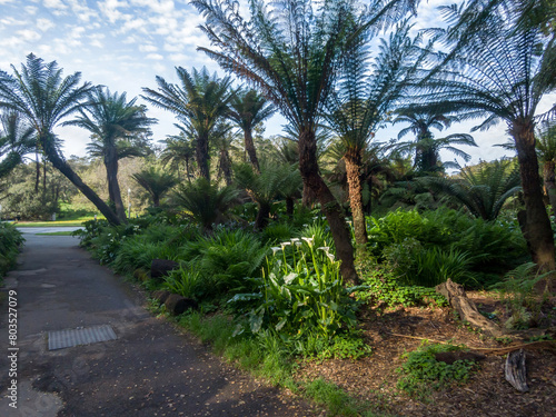 Fern and palm trees in the Golden Gate Park  San Francisco  California  United States of America.