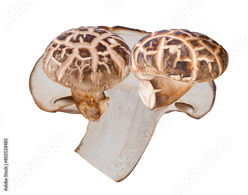 shiitake mushroom isolated on transparent png