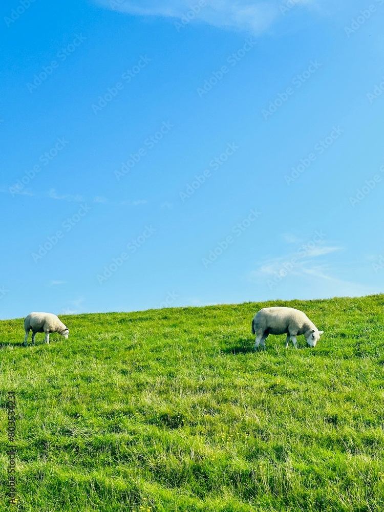 sheep on a meadow sheep on a meadow