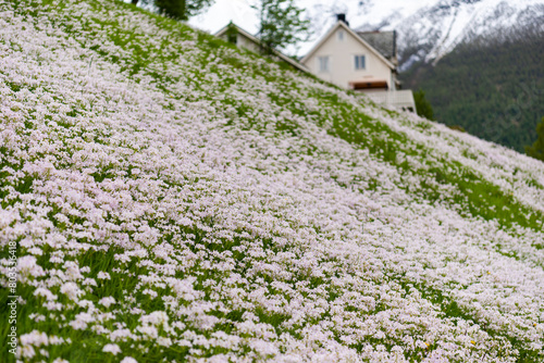  views of the Hjørundfjorden taken from Saebo during springtime, Norway photo