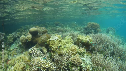 Wallpaper Mural A healthy coral reef thrives in shallow water in Raja Ampat, Indonesia. This beautiful, tropical region is known for its spectacular marine biodiversity and world class diving and snorkeling. Torontodigital.ca