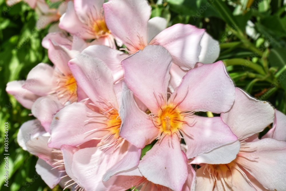 Fototapeta premium Pink Oleaner Flowers Tree in Carriacou, Grenada