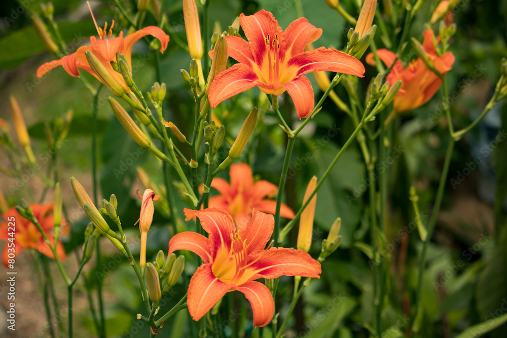 Close-Up: Garden's Orange Daylilies (Hemerocallis fulva) with Softened and Blurred Background Close-Up: Garden's Orange Daylilies (Hemerocallis fulva) with Softened and Blurred Background