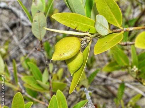 Sea beans or fruit pods of the Avicennia germinans or black mangrove in the Petite Carenage Sanctuary, Carriacou, Grenada. photo