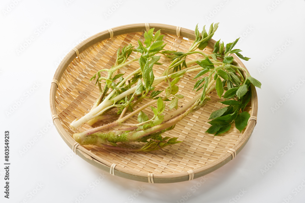 山うど　白背景