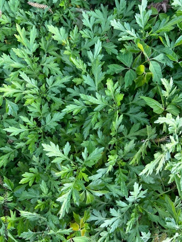 Mugwort flowering medicinal perennial plant