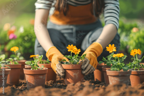 Fototapeta Naklejka Na Ścianę i Meble -  Woman repotting flower plants at home garden. Spring gardening