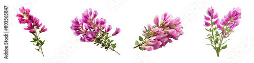 Collection of Astragalus isolated on transparent png background. Generative ai photo