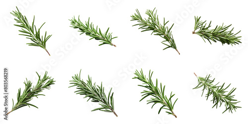 Collection of Rosemary isolated on transparent png background. Generative ai