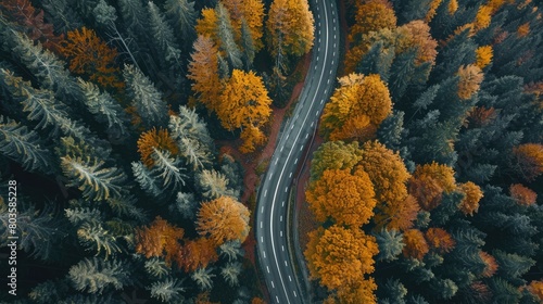 Sepia colours  road through spruce forest from above  drone shot  Mondsee  Mondseeland  Salzkammergut  Upper Austria  Austria  Europe