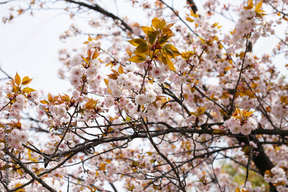 Branches of sakura flowers, cherry blossom Branches of sakura flowers, cherry blossom